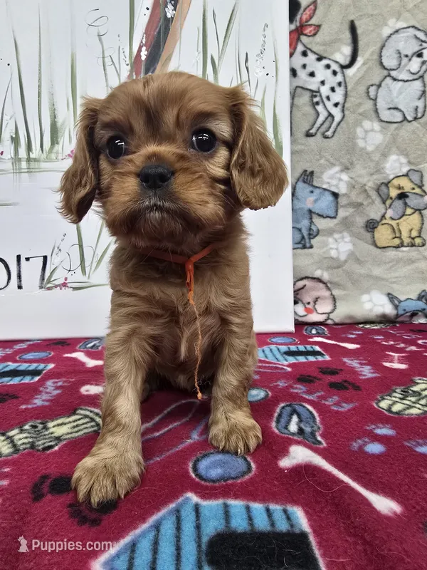 Harmony AKC solid Ruby