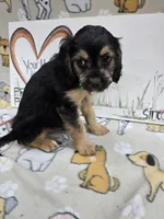 Green band, a male Cavapoo for sale in Cadott, WI – 4 of 6