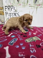 processed/4a18dffb-8d06-48a3-b938-25efb6f890d6/listing/da00ffc1-7c0f-43d4-8147-3386430b95a7/62825a63-01c6-4ea5-be7c-aa952a8145cd