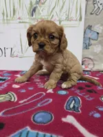 processed/4a18dffb-8d06-48a3-b938-25efb6f890d6/listing/da00ffc1-7c0f-43d4-8147-3386430b95a7/9530bc71-9e2d-4448-a129-4b23a32048b0