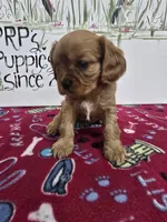 processed/4a18dffb-8d06-48a3-b938-25efb6f890d6/listing/da00ffc1-7c0f-43d4-8147-3386430b95a7/a20938a8-fc9b-436f-99f5-d4f8e47f9de6