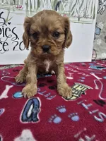 processed/4a18dffb-8d06-48a3-b938-25efb6f890d6/listing/da00ffc1-7c0f-43d4-8147-3386430b95a7/af303659-61fd-4863-abb2-27231dd2790e