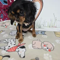 Reggie AKC Black & Tan, a male Cavalier King Charles Spaniel for sale in Cadott, WI – Photo 7 of 7