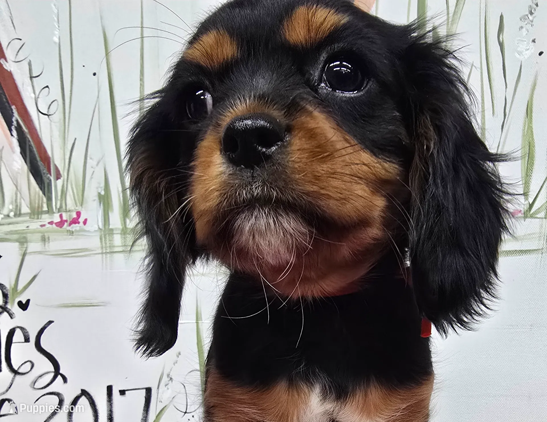 Reggie AKC chocolate carrier