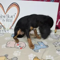 Reggie AKC Black & Tan, a male Cavalier King Charles Spaniel for sale in Cadott, WI – Photo 3 of 7