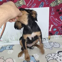 Reggie AKC Black & Tan, a male Cavalier King Charles Spaniel for sale in Cadott, WI – Photo 5 of 7