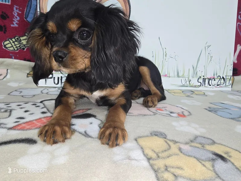 Reggie AKC chocolate carrier