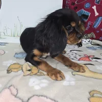 Reggie AKC Black & Tan, a male Cavalier King Charles Spaniel for sale in Cadott, WI – Photo 4 of 7