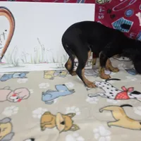 Reggie AKC Black & Tan, a male Cavalier King Charles Spaniel for sale in Cadott, WI – Photo 6 of 7