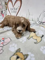 Red band, a female Cavapoo for sale in Cadott, WI – 2 of 5
