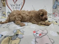 Orange band, a male Cavapoo for sale in Cadott, WI – 2 of 5