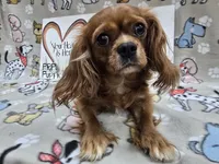 Green band, a male Cavapoo for sale in Cadott, WI – 5 of 6