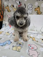 Pink band Mini, a female Cavapoo for sale in Cadott, WI – 5 of 5