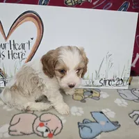 Beau, a male Cavapoo for sale in Cadott, WI – Photo 9 of 9