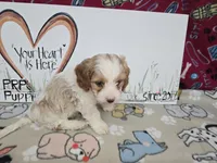 Beau, a male Cavapoo for sale in Cadott, WI – Photo 9 of 9