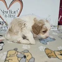 Beau, a male Cavapoo for sale in Cadott, WI – Photo 6 of 9