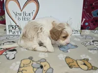 Beau, a male Cavapoo for sale in Cadott, WI – Photo 6 of 9