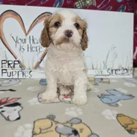 Beau, a male Cavapoo for sale in Cadott, WI – Photo 1 of 9