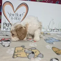 Beau, a male Cavapoo for sale in Cadott, WI – Photo 7 of 9