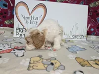 Beau, a male Cavapoo for sale in Cadott, WI – Photo 7 of 9