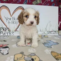 Beau, a male Cavapoo for sale in Cadott, WI – Photo 4 of 9