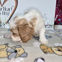 Beau, a male Cavapoo for sale in Cadott, WI – Photo 5 of 9