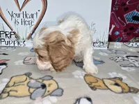 Beau, a male Cavapoo for sale in Cadott, WI – Photo 5 of 9