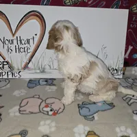 Beau, a male Cavapoo for sale in Cadott, WI – Photo 8 of 9