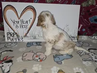 Beau, a male Cavapoo for sale in Cadott, WI – Photo 8 of 9