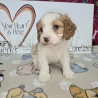 Beau, a male Cavapoo for sale in Cadott, WI – Photo 2 of 9