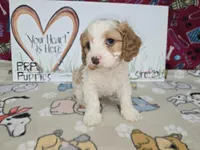 Beau, a male Cavapoo for sale in Cadott, WI – Photo 2 of 9