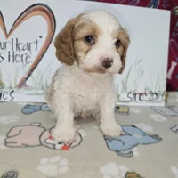 Beau, a male Cavapoo for sale in Cadott, WI – Photo 3 of 9
