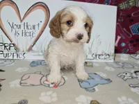 Beau, a male Cavapoo for sale in Cadott, WI – Photo 3 of 9