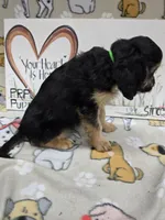 Green band, a male Cavapoo for sale in Cadott, WI – 2 of 6