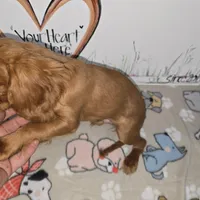 Rusty AKC Ruby, a male Cavalier King Charles Spaniel for sale in Cadott, WI – Photo 4 of 6