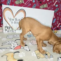 Rusty AKC Ruby, a male Cavalier King Charles Spaniel for sale in Cadott, WI – Photo 3 of 6