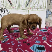 Rusty AKC Ruby, a male Cavalier King Charles Spaniel for sale in Cadott, WI – Photo 5 of 6