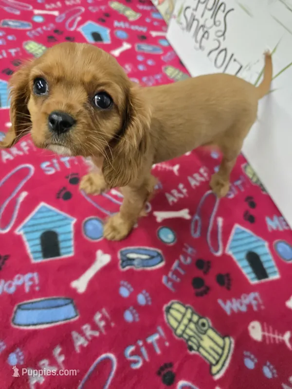 Rusty AKC chocolate carrier