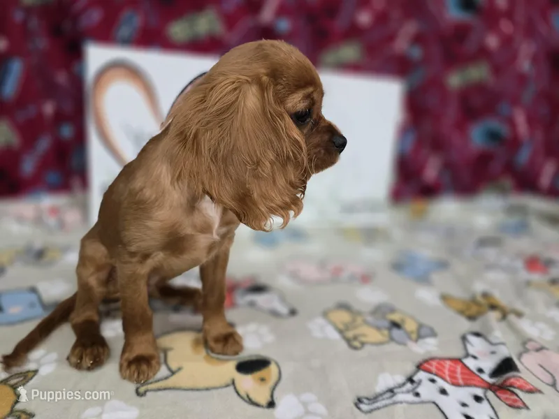 Rusty AKC chocolate carrier