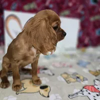 Rusty AKC Ruby, a male Cavalier King Charles Spaniel for sale in Cadott, WI – Photo 1 of 6