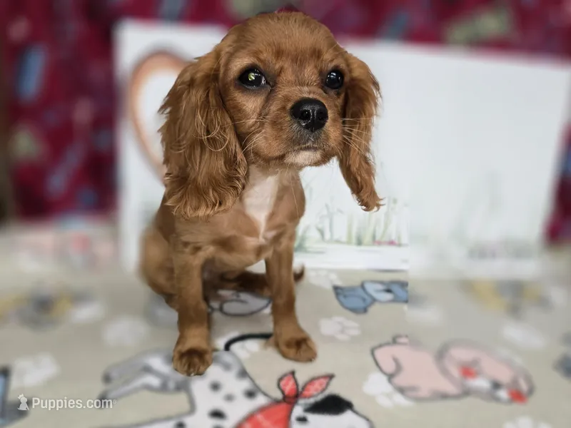 Rusty AKC chocolate carrier