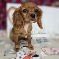 Rusty AKC Ruby, a male Cavalier King Charles Spaniel for sale in Cadott, WI – Photo 2 of 6