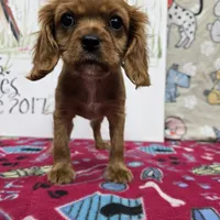 Rusty AKC Ruby, a male Cavalier King Charles Spaniel for sale in Cadott, WI – Photo 6 of 6