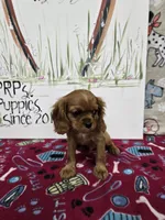 processed/4a18dffb-8d06-48a3-b938-25efb6f890d6/listing/f72120b3-50f4-4807-90a6-d59e6eb54453/f228db24-4223-4cbb-bedb-345779189b2b