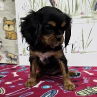 Nattie AKC chocolate carrier, a female Cavalier King Charles Spaniel for sale in Cadott, WI – Photo 4 of 8