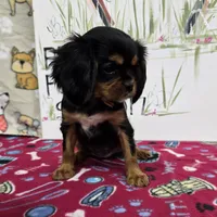 Nattie AKC chocolate carrier, a female Cavalier King Charles Spaniel for sale in Cadott, WI – Photo 2 of 8