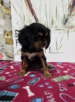 Nattie AKC chocolate carrier, a female Cavalier King Charles Spaniel for sale in Cadott, WI – Photo 2 of 8