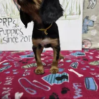 Nattie AKC chocolate carrier, a female Cavalier King Charles Spaniel for sale in Cadott, WI – Photo 8 of 8