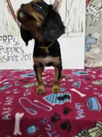 Nattie AKC chocolate carrier, a female Cavalier King Charles Spaniel for sale in Cadott, WI – Photo 8 of 8