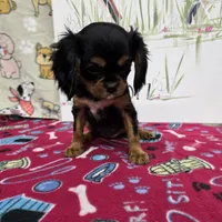 Nattie AKC chocolate carrier, a female Cavalier King Charles Spaniel for sale in Cadott, WI – Photo 3 of 8